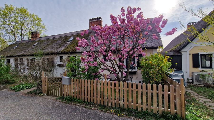 Das Haus zur Kirschblüte